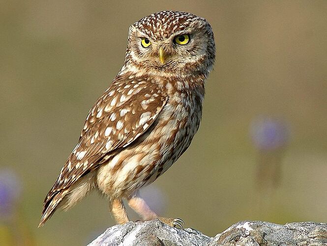 799px-Athene_noctua_%28portrait%29_crop2