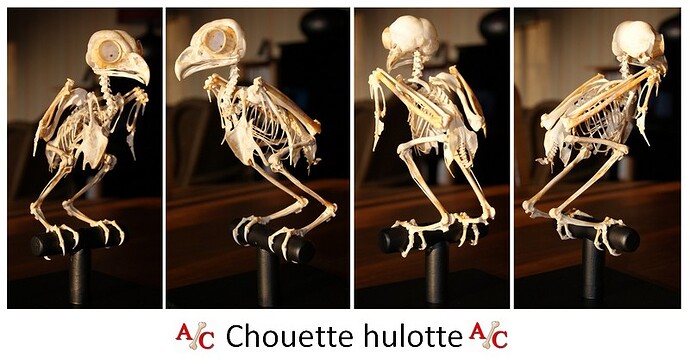 Chouette%2Bhulotte%2B1.jpg