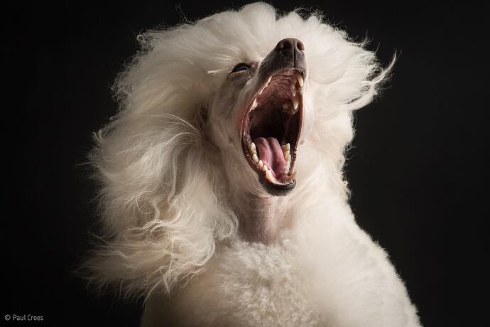 Paul_Croes_chien_je_t__aime_Lara_Fabian.