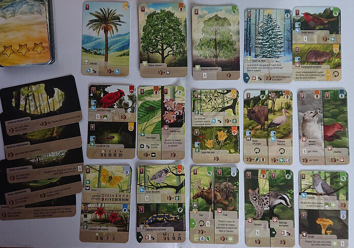 foret-mixte-exploration