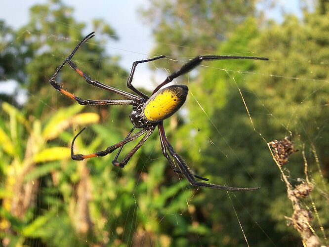 1024px-Nephila_inaurata2.JPG