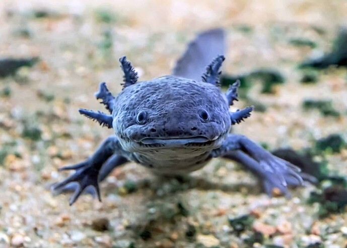Axolotl