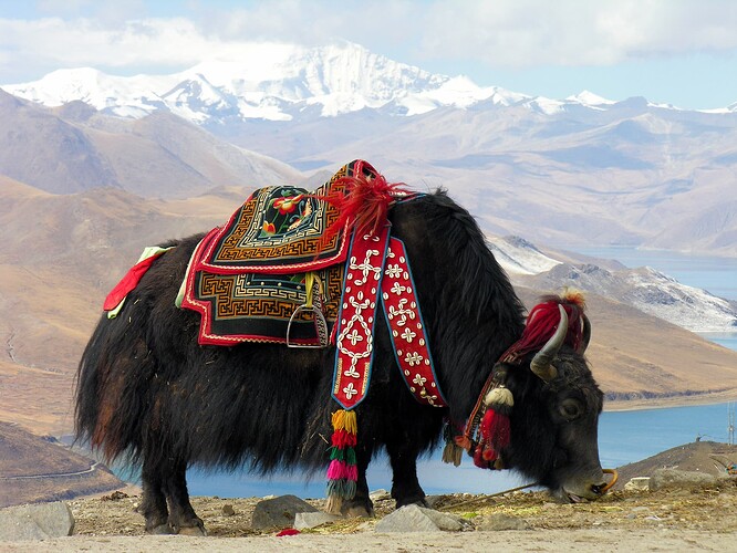 Bos_grunniens_at_Yundrok_Yumtso_Lake
