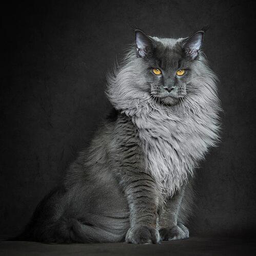 chat-lion.jpg