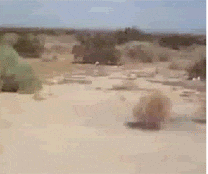 Desert Ball GIFs - Find & Share on GIPHY