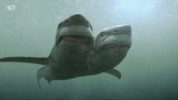 2-headed-shark-attack-3.png