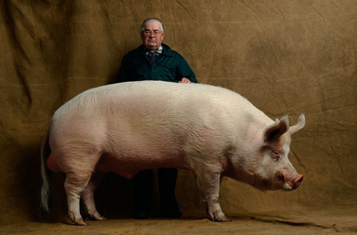 pig1.jpg