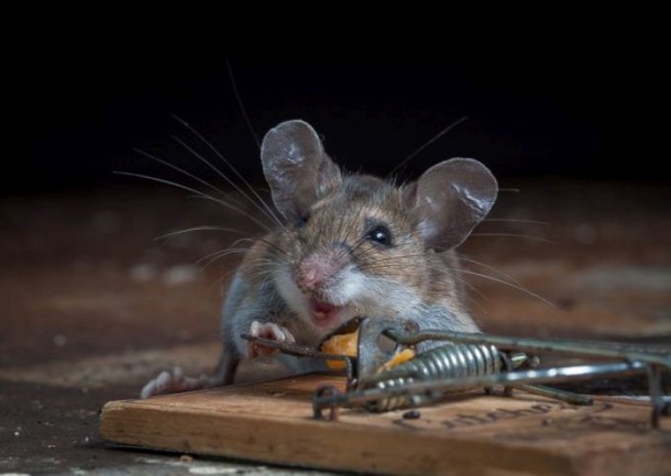 mice_vs_mousetraps_17-610x433.jpg