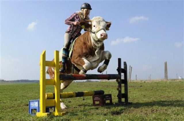 Regina-Mayer-monte-une-vache-cheval.jpg