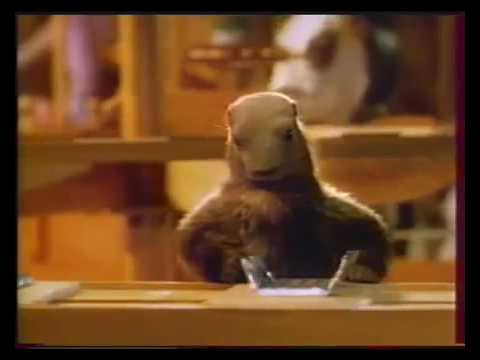 La marmotte...